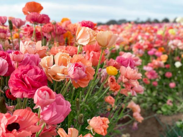 A vibrant field of multicolored ranunculus flowers stretches to the horizon, with pinks, peaches, and oranges under a cloudy sky.