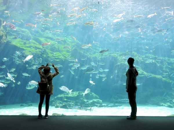 Two people stand at an aquarium viewing a large tank filled with a school of fish swimming around coral beneath clear blue water.