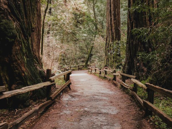 A forest path flanked by tall trees, wooden railings guiding a winding dirt trail deeper into the woods, calm and shaded by green canopies.