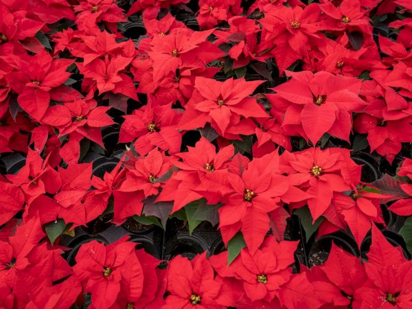 A dense bed of bright red poinsettia flowers with dark green leaves peeking through, creating a festive, holiday backdrop.